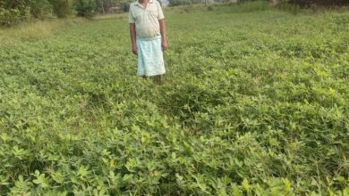 गर्मी के मौसम में मूंगफली की खेती बनी किसानों के