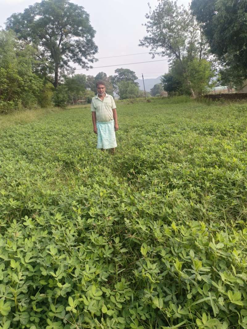 गर्मी के मौसम में मूंगफली की खेती बनी किसानों के