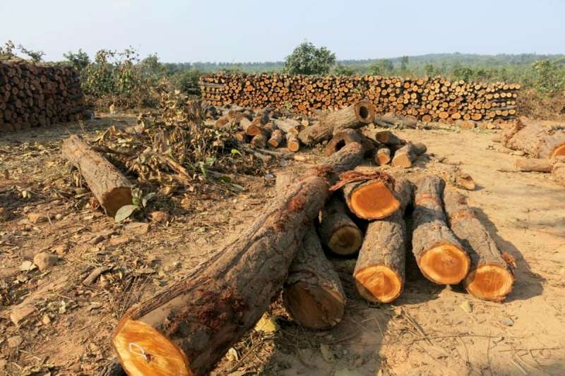 वन विभाग की मिलीभगत साल सागौन की अवैध कटाई जारी तस्कर