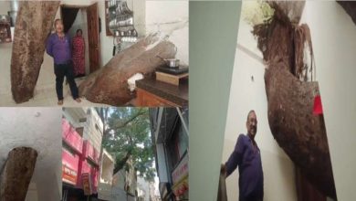 इंजीनियरों ने पेड़ के लिए बदल दिया घर का नक्शा
