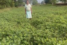गर्मी के मौसम में मूंगफली की खेती बनी किसानों के