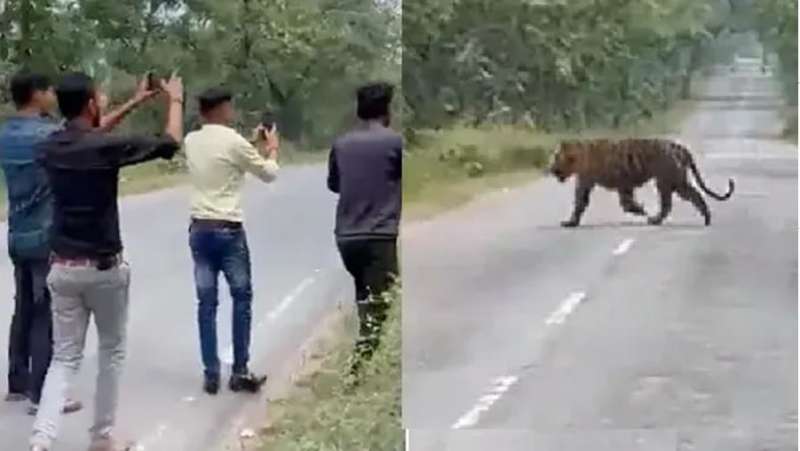 जंगल से सड़क पर निकले बाघ सावधानी बरतने की अपील