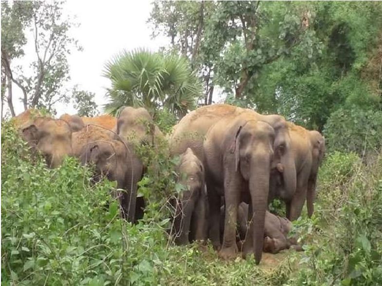 झुंड से अलग हुए हाथी गांव में घुसे वन विभाग