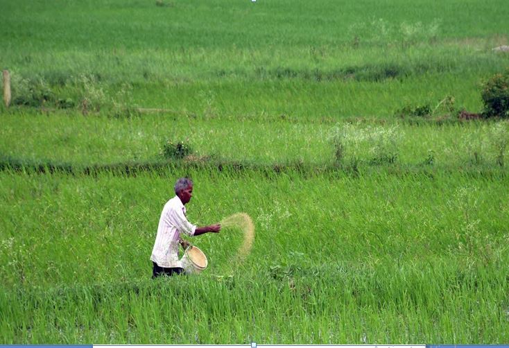 डीएपी की भारी कमी से किसान परेशान खेती पर संकट