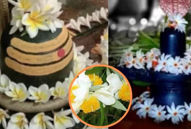 पूजा की थाली में छुपा सेहत का खजानामहादेव को चढाएं