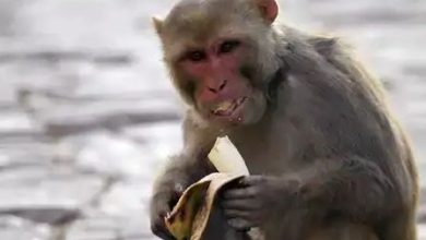 बंदर की तेरहवीं में जुटा पूरा गांव