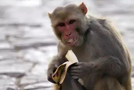 बंदर की तेरहवीं में जुटा पूरा गांव