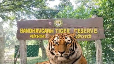 बांधवगढ़ के बफर जोन में मादा तेंदुए की संदिग्ध मौत