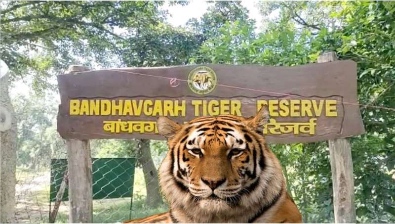 बांधवगढ़ के बफर जोन में मादा तेंदुए की संदिग्ध मौत