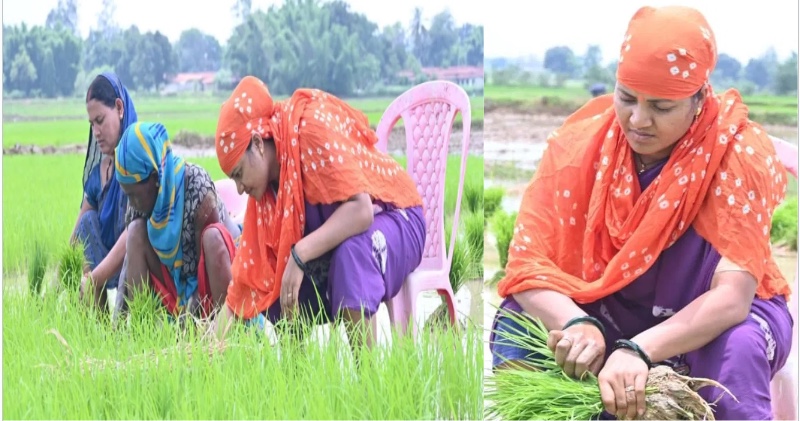 मंत्री लक्ष्मी राजवाड़े ने कुर्सी पर बैठकर की धान की