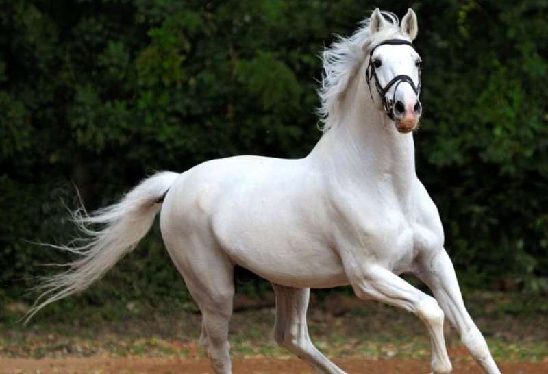 सपने में घोड़ा दिखना सफलता का देता है संकेत