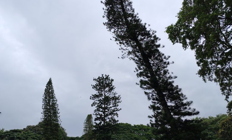 Lifestyle यात्रा वृतांत -1<br>आईटी हब बंगलुरु, जैसा सुना था वैसा पाया 1 IMG 20250628 163949365 HDR28129