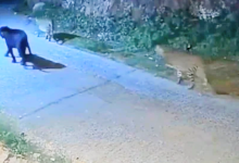 आधी रात में दो तेंदुए के साथ वॉक पर निकला ब्लैक पैंथर, नीलगिरि की पहाड़ियों पर दिखा अद्भुत नज़ारा.. 4 Screenshot 20250723 150929.Chrome28129