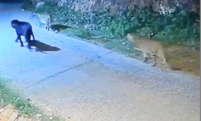 आधी रात में दो तेंदुए के साथ वॉक पर निकला ब्लैक पैंथर, नीलगिरि की पहाड़ियों पर दिखा अद्भुत नज़ारा.. 1 Screenshot 20250723 150929.Chrome28129