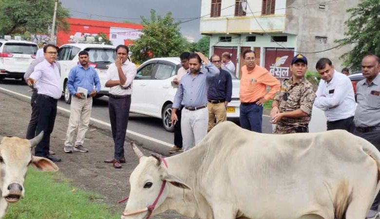 आवारा पशुओं की वजह से अब नहीं होंगे एक्सीडेंट स्टेट