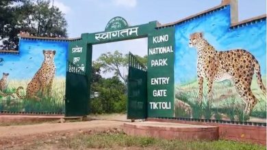 कूनो में फिर गूंजी मातमी सन्नाटा मादा चीता नभा की