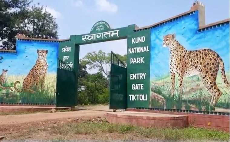 कूनो में फिर गूंजी मातमी सन्नाटा मादा चीता नभा की