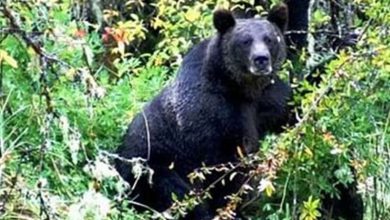 जंगल में हमला युवक गंभीर रूप से घायल अस्पताल में