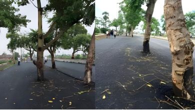 ट्री गार्ड लगाकर पौधों को दे रहे सुरक्षा कवच गुरुजी