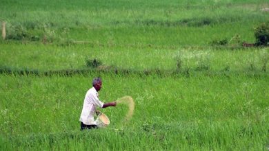 डीएपी की भारी कमी से किसान परेशान खेती पर संकट