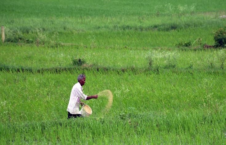 डीएपी की भारी कमी से किसान परेशान, खेती पर संकट 1 डीएपी की भारी कमी से किसान परेशान खेती पर संकट