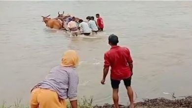पुल नहीं बैलगाड़ी बनी एम्बुलेंस गर्भवती महिला को ऐसे पहुंचाया