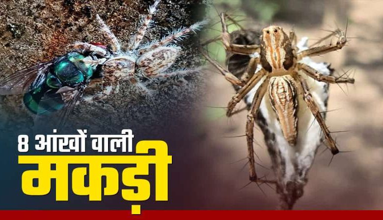 पेंच टाइगर रिजर्व में दिखी 8 आंखों वाली मकड़ी, जाल में नहीं जंप करके करती है शिकार 1 पेंच टाइगर रिजर्व में दिखी 8 आंखों वाली मकड़ी जाल