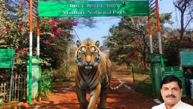 मुख्यमंत्री डॉ यादव मंगलवार को अंतर्राष्ट्रीय बाघ दिवस पर राज्य
