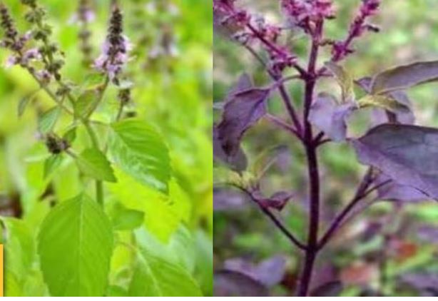 रामा और श्यामा तुलसी में क्या फर्क है जानिए कौन