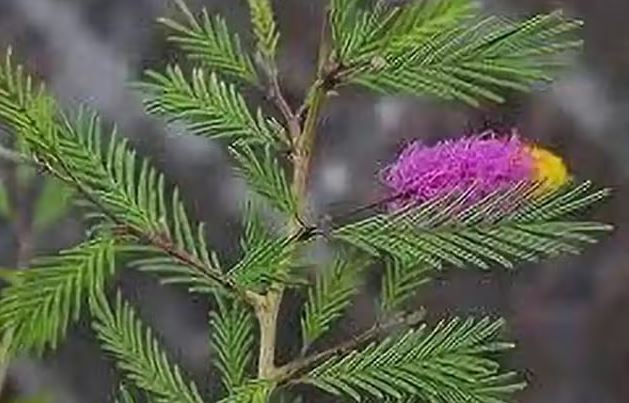 शनि की साढ़े साती और ढैय्या से तुरंत मिलेगी मुक्ति