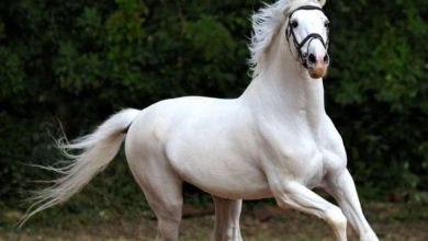 सपने में घोड़ा दिखना सफलता का देता है संकेत