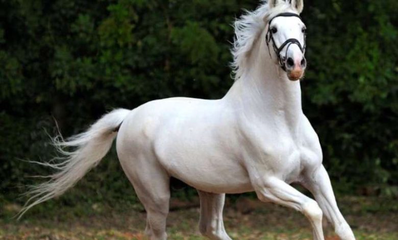 सपने में घोड़ा दिखना सफलता का देता है संकेत