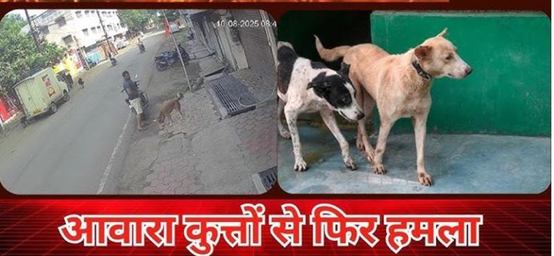आवारा कुत्तों की रोकथाम के लिए प्रशासन को चुनौती