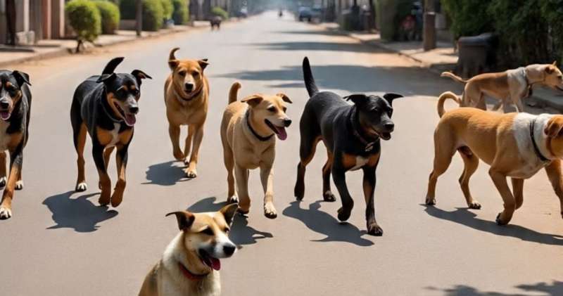 आवारा कुत्तों ने महिला पर किया जानलेवा हमला मौके पर