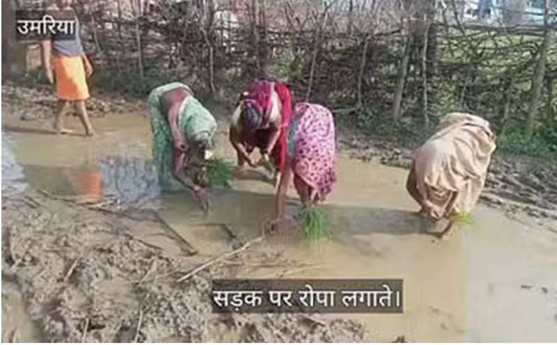 उमरिया की महिलाएं हुईं आगबबूला सड़क की जगह बोया धान