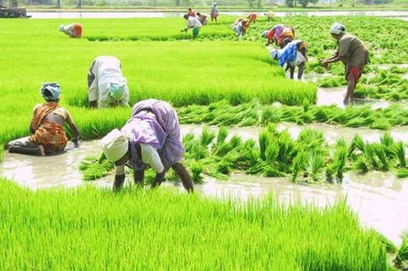 खरीफ सीजन में रफ्तार पकड़ी बुवाई ने कृषि विकास और