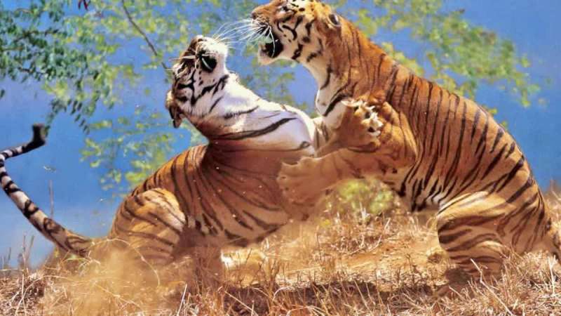 टेरिटरि में दखल बाघ को नहीं आया पसंद बाघिन को