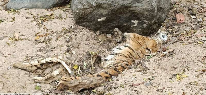 तीन जगह जलाया शव गायब थे पंजे – बाघिन की