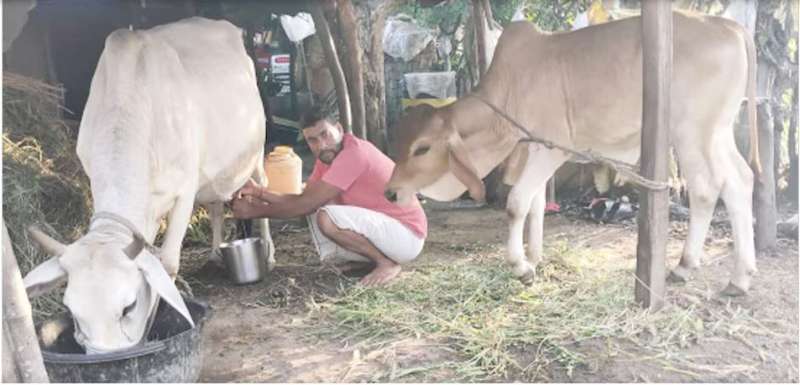 दूध बेचने वालों पर विपत्ति आती है चूड़िया गांव की