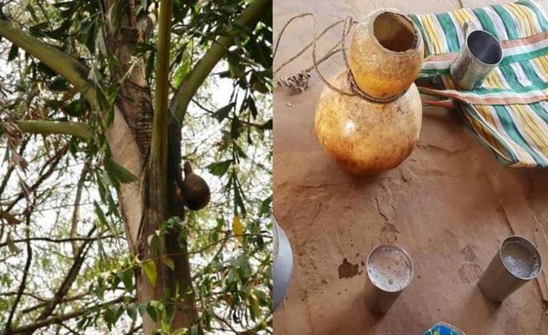 बस्तर बीयर सल्फी की ताज़गी में छिपा है बस्तर का