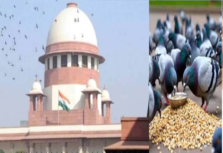 मुंबई में कबूतरों को दाना खिलाने पर रोक को अदालत