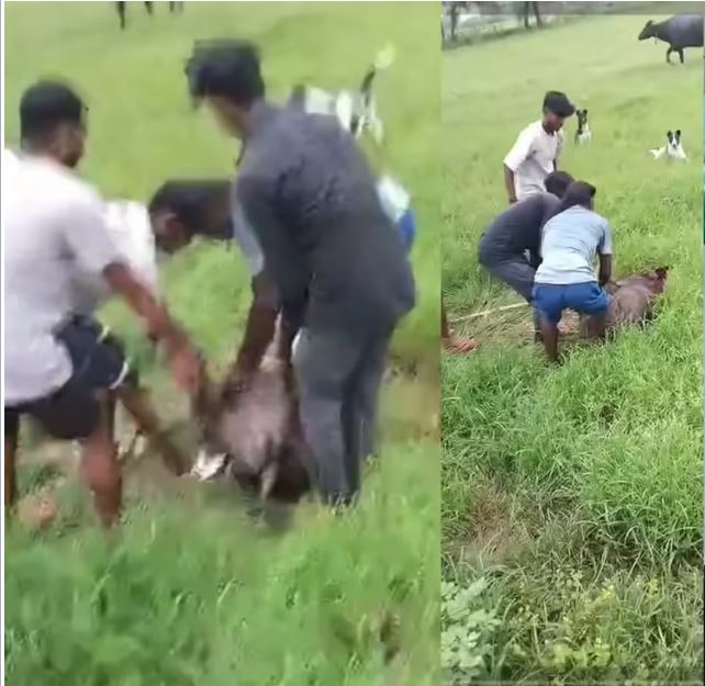 राजनीतिक रसूख के आगे बेबस जंगल BJP नेता के करीबी