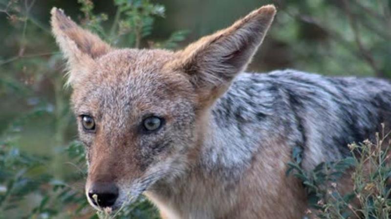 रिहायशी क्षेत्र में घुसे सियार ग्रामीणों को बनाया निशाना अस्पताल