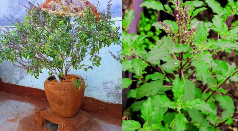 सनातन धर्म में तुलसी से जुड़ी है कई मान्यताएं