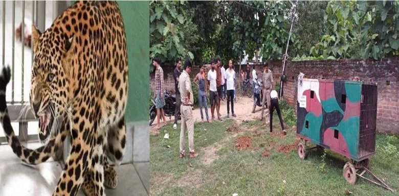 8 दिन से तेंदुए का कोई अता पता नहीं लोग जी