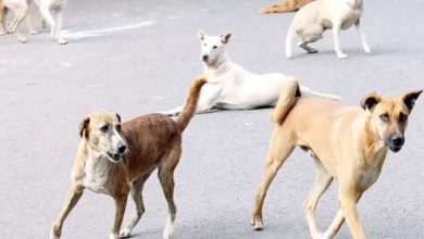 अब माइक्रोचिप से होगी भोपाल के आवारा कुत्तों की निगरानी