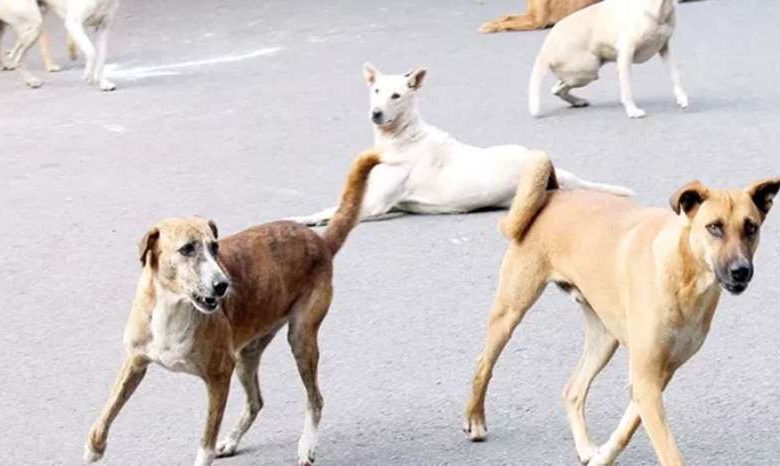 अब माइक्रोचिप से होगी भोपाल के आवारा कुत्तों की निगरानी