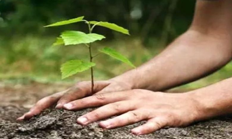 आत्मसमर्पित नक्सलियों ने समाज की मुख्यधारा से जुड़कर रोपे हरियाली