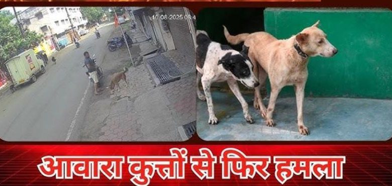 आवारा कुत्तों की रोकथाम के लिए प्रशासन को चुनौती