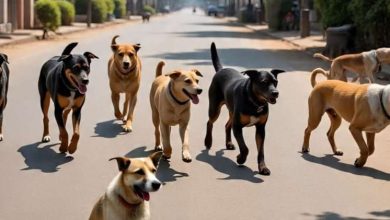 आवारा कुत्तों ने महिला पर किया जानलेवा हमला मौके पर